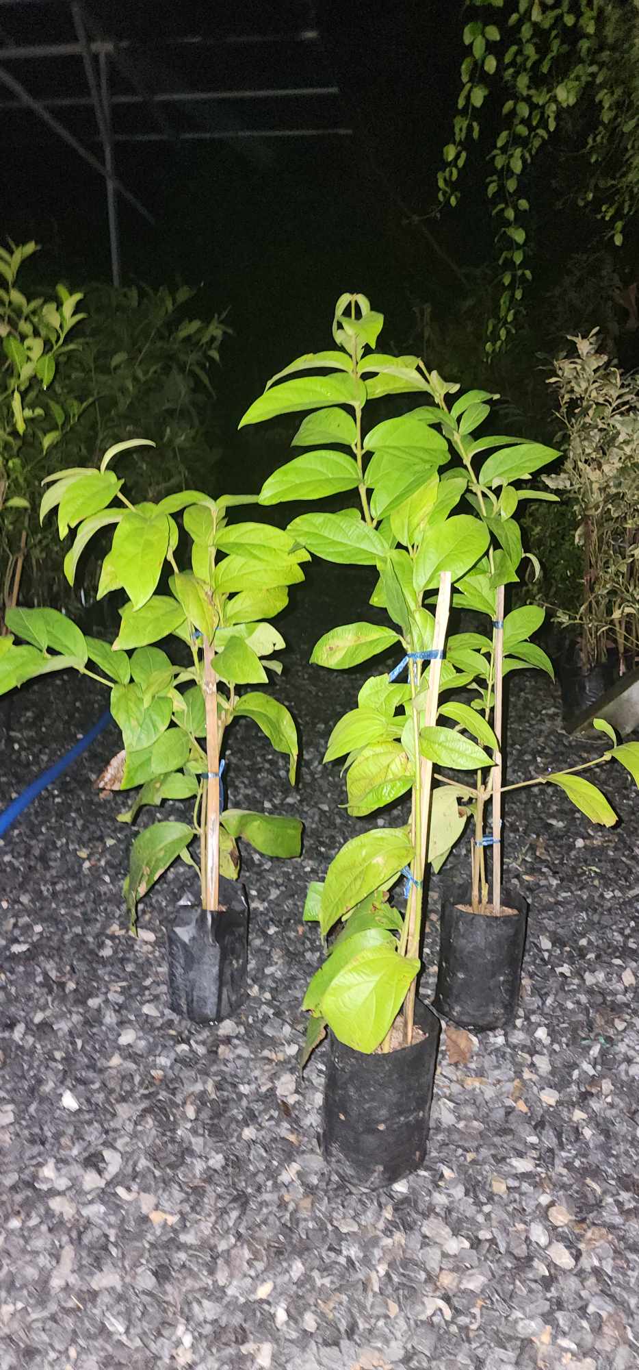 (1ต้น) กระถาง11" ต้นยาว 40-50cm ดอก ต้น พวงประดิษฐ์ เครือออน ต้นพวงประดิษฐ์ ต้นเครือออน ดอกพวงประดิษฐ์ ดอกเครือออน /pa/na /ha/fa