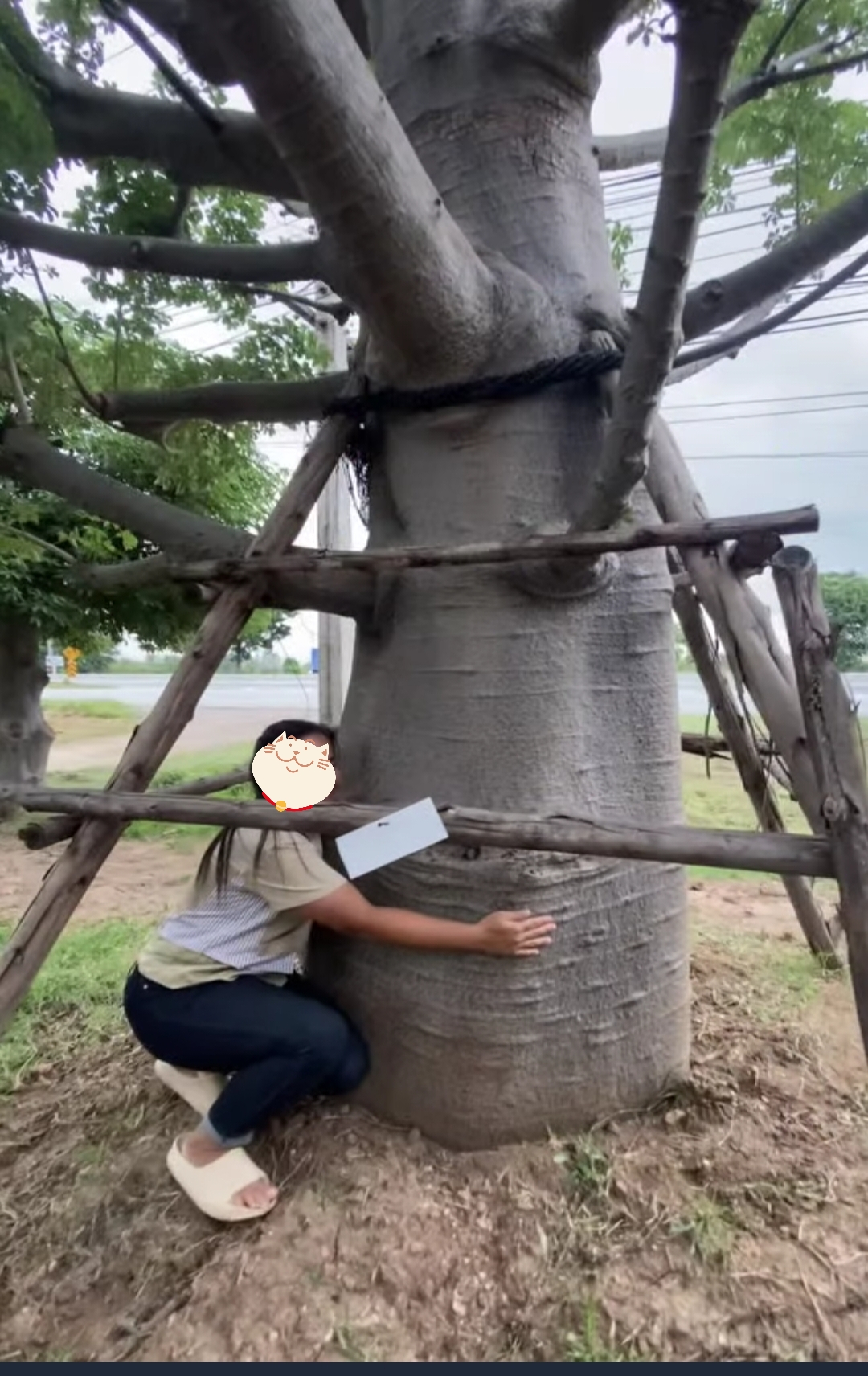 ต้นเบาบับดิจิทาทา พันธุ์ต้นอ้วน Adansonia digitata baobab / eertnom