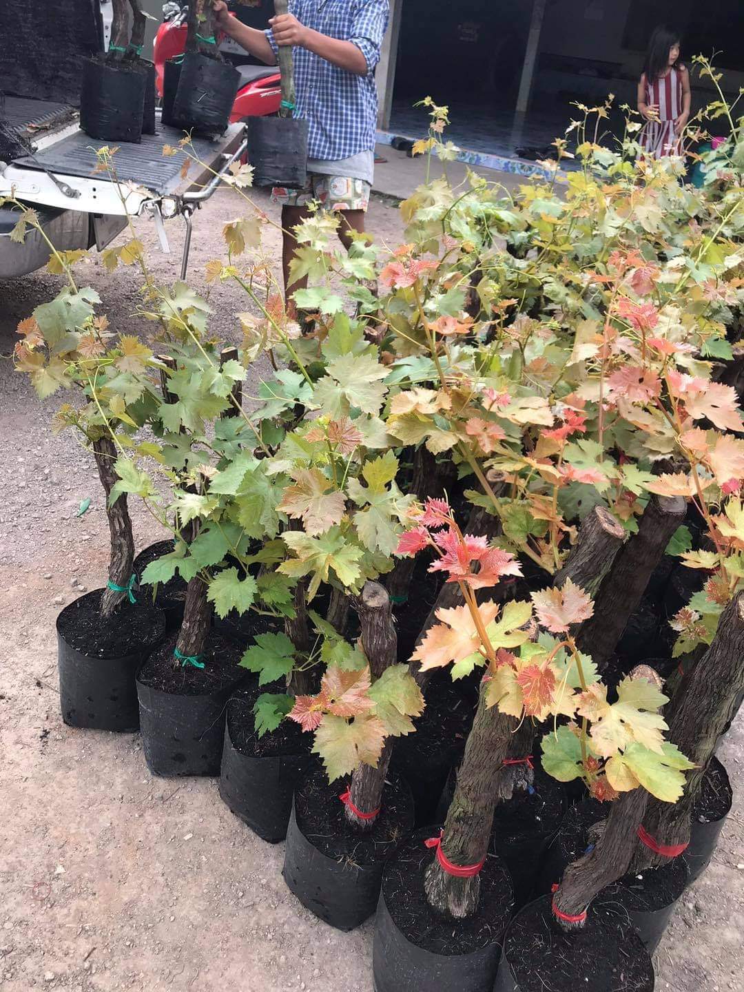 (1ต้น) ต้น องุ่น ต้นองุ่น แบบ กิ่งตอน และ แบบตอ Grapevine grape ไวท์มะละกา แบล็คโอปอร์ ไซมัสคัส ไวท์เฟรมซีดเรท รูดพอเรด บิวตี้ เฟลม คามีนัล คริมสัน ซีดเรท แรมโป้ rembo นิ้วแม่มด สการ์ล๊อตตาร์ ไวกิ้ง / Bunnapawong