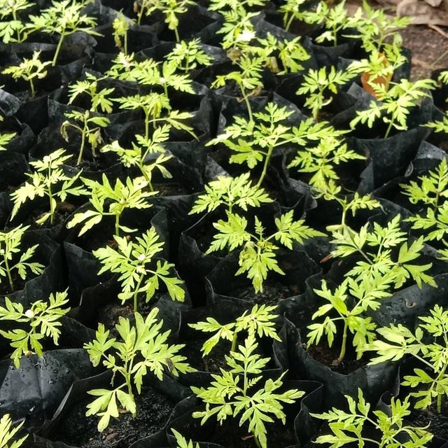 (1ต้น) ต้น เกษมณีสีทอง เมเปิ้ลเขียว เมเปิ้ลไทย Melia azedarach เลี่ยนทอง นารี เกรียน เฮี่ยน เลี่ยนดอกม่วง ลำเลี่ยน ลั้วะ โขวหนาย ขู่เลี่ยน ขู่เลี่ยนซู่ Bastard cedar, Bead tree Chaina tree Chinaball tree Persian lilac White cedar Melia azedarach L / Pongk