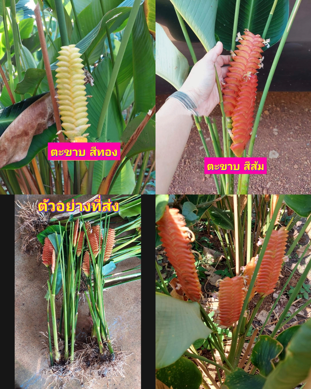 (3หน่อ) ต้น หน่อ คล้าตะขาบทอง คล้าตะขาบ ทอง ต้นตะขาบทอง ต้นตะขาบ สีส้ม Calathea Crotalifera Yellow / loniwmip