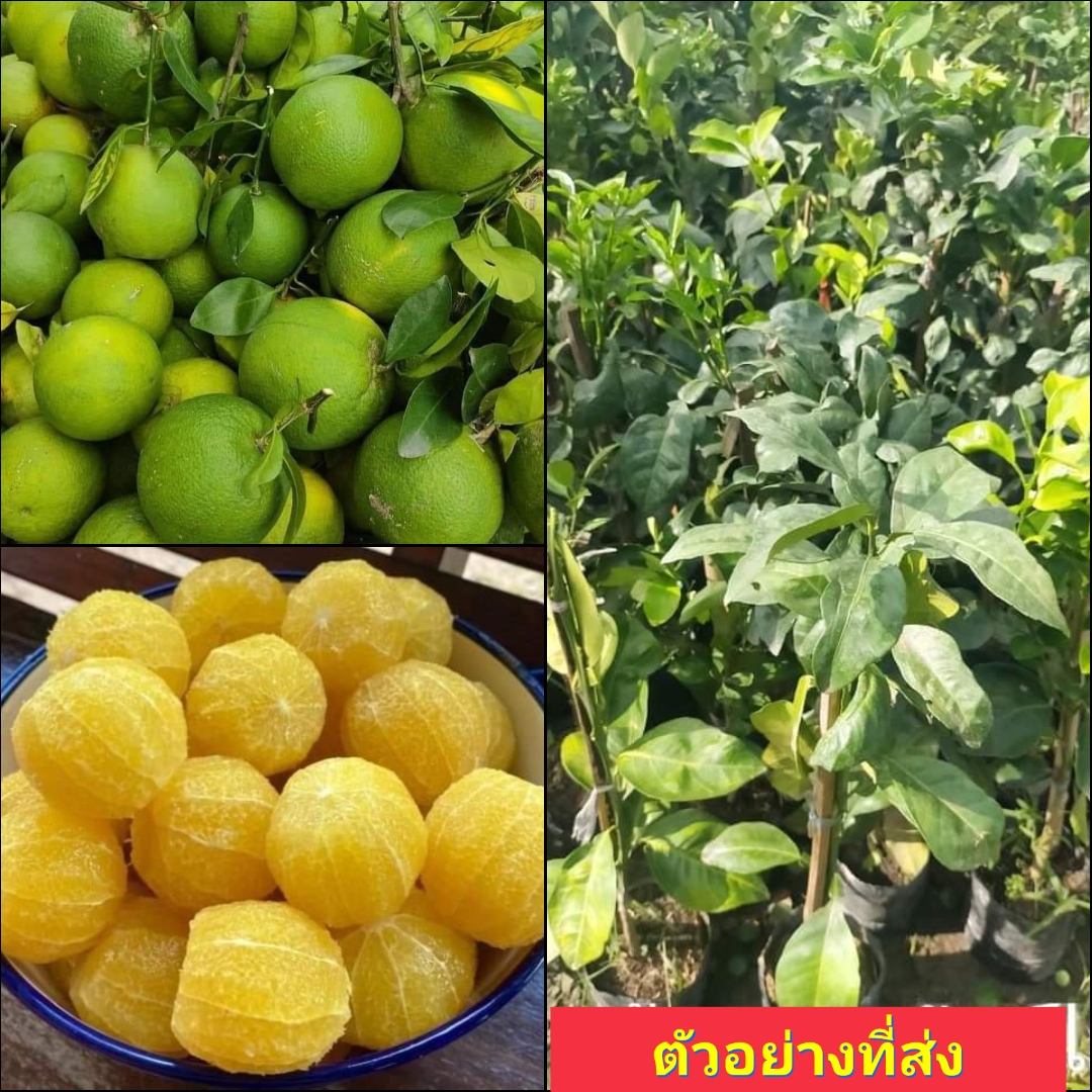 (1ต้น) ต้น ส้มเช้งหวาน ต้นส้มเช้งหวาน ส้มเช้ง ต้นส้มเช้ง หวาน / พงษ์วริษฐ์