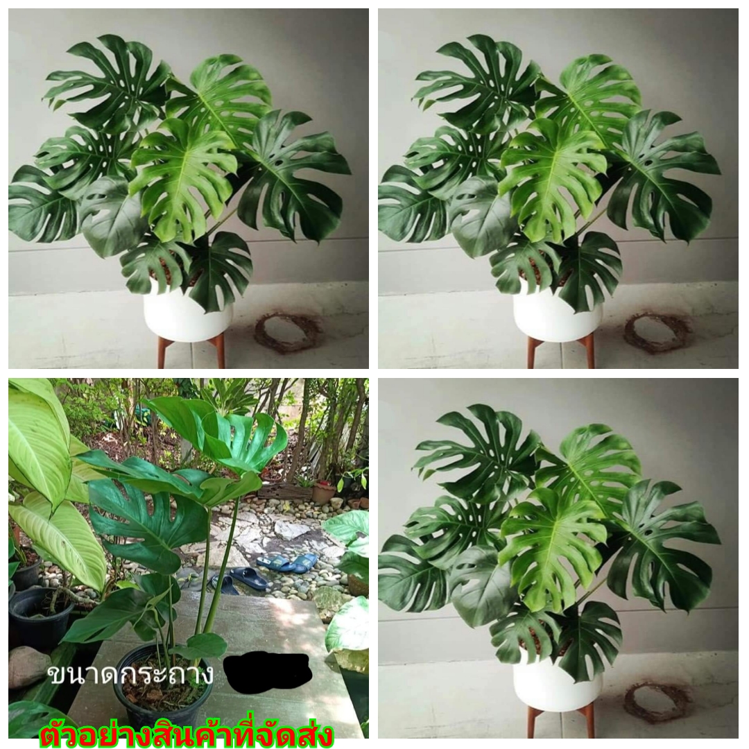 (1ต้น)(ขาย ต้นพันธุ์) ต้น ต้นมอนสเตล่าไจแอ้น มอนสเตร่า มอนสเตอร่า ( Monstera ) มอนไจแอนท์ ( Monstera Giant ) fadel