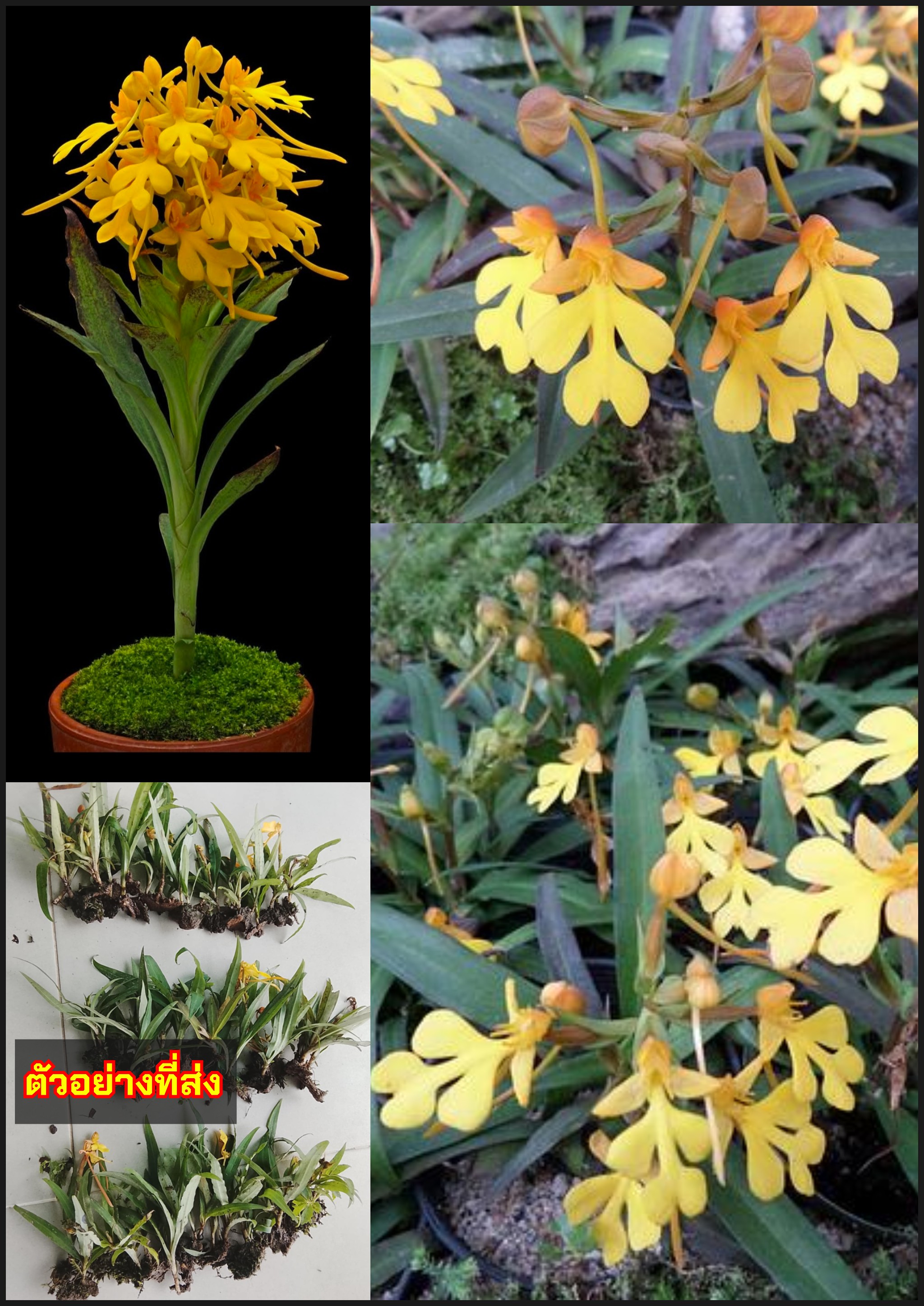 เอื้องลิ้นมังกร เอื้อง ลิ้นมังกร ดอกสีเหลือง Habenaria orchid กล้วยไม้ดิน / tikarus