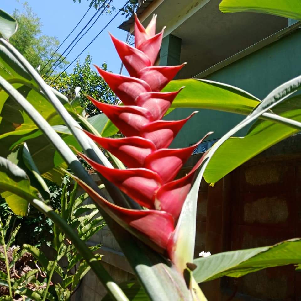 (1หน่อ)(ขาย หน่อพันธุ์) ดอก ต้น หน่อ เหง้า Heliconia Purpurea เฮลิโคเนีย เพอเพอเรีย / Nokair
