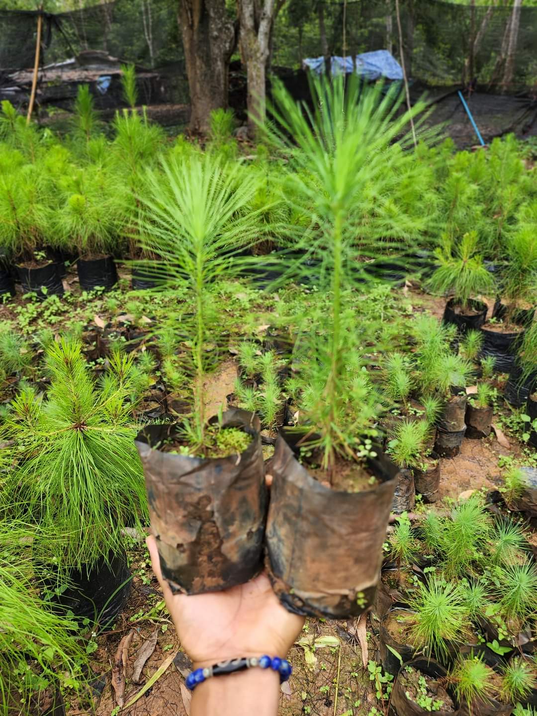 (1ต้น) ต้น ต้นสน Pinus kesiya สนสามใบ หรือ เกี๊ยะแดง สน ต้นสนสามใบ ทษณน สำเนา