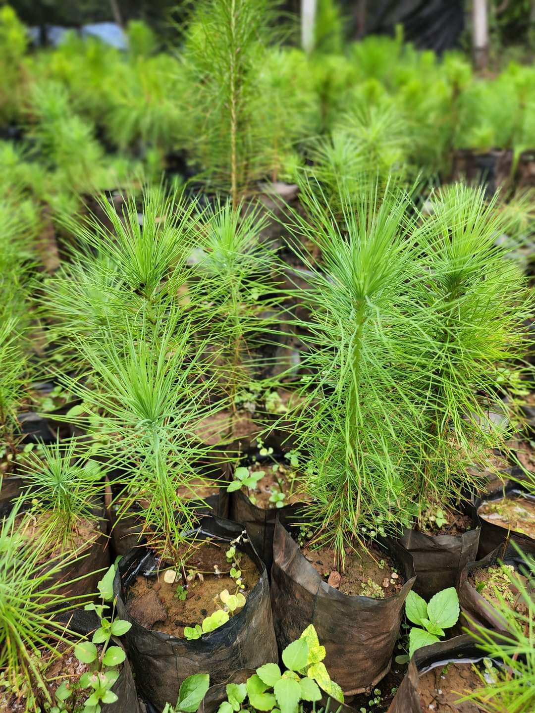 (1ต้น) ต้น ต้นสน Pinus kesiya สนสามใบ หรือ เกี๊ยะแดง สน ต้นสนสามใบ ทษณน สำเนา