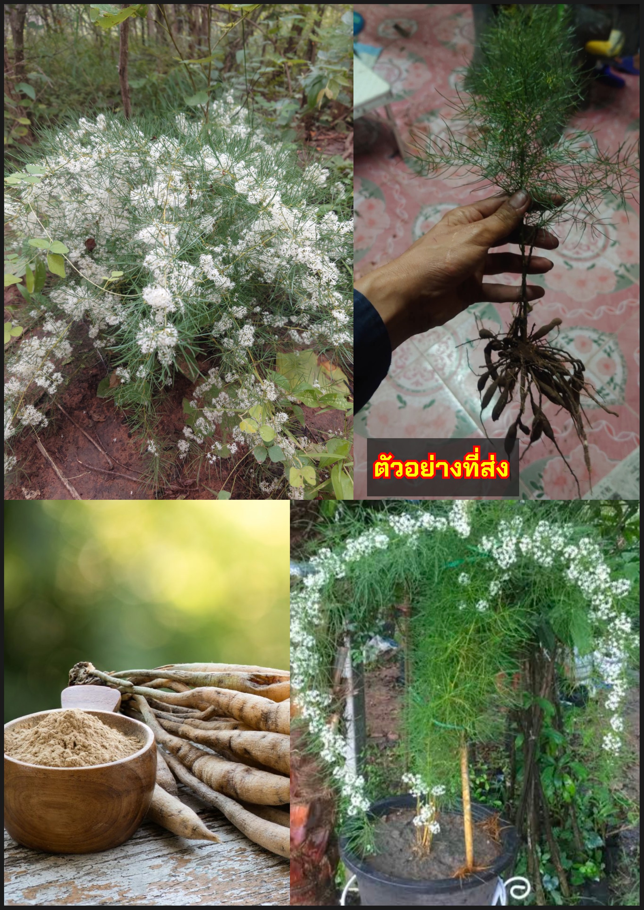 ต้นรากสามสิบ รากสามสิบ ผักชีช้าง จ๋วงเครือ สามร้อยราก สามสิบ Asparagus racemosus / tikarus