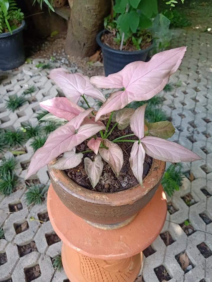 (1กระถาง) ต้น ต้นออมชมพู ออมชมพู fadel