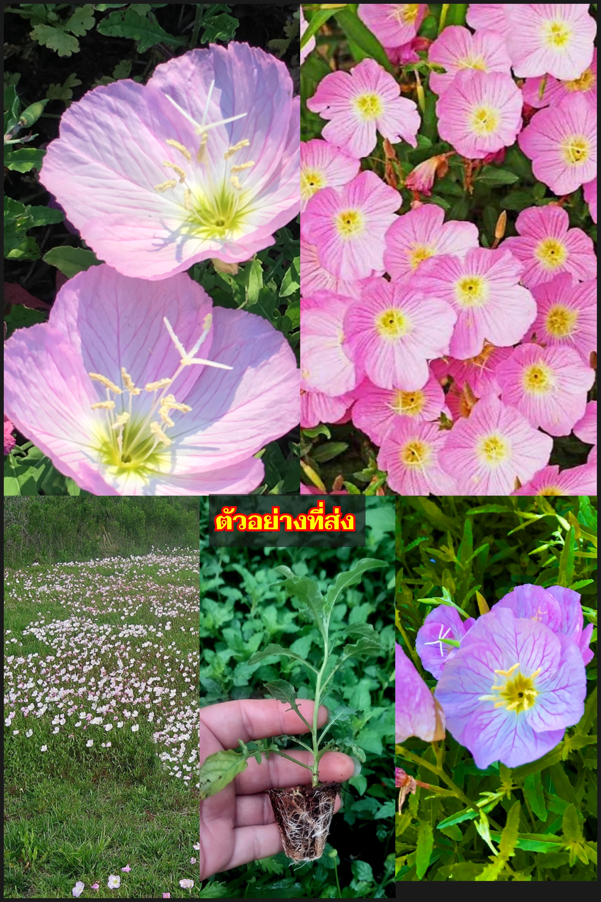 ต้นอีฟนิ่งพริมโรส อีฟนิ่งพริมโรส Pink lady Evening primrose ไม้ดอกคลุมดินสีหวาน มากประโยชน์ เลี้ยงง่าย โตไว ให้ดอกทั้งปี