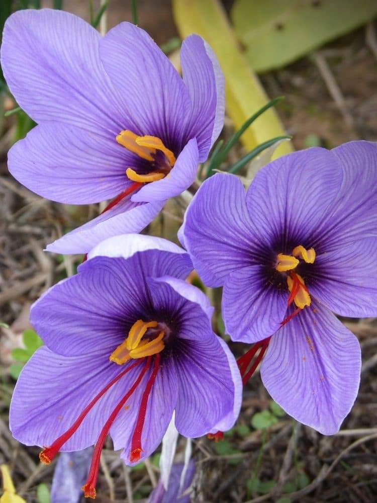 (1หัว) หญ้าฝรั่น หญ้า ฝรั่น ( ฝะหรั่น ) หรือเรียกว่า Saffron Crocus / ศรัณย์รักษ์
