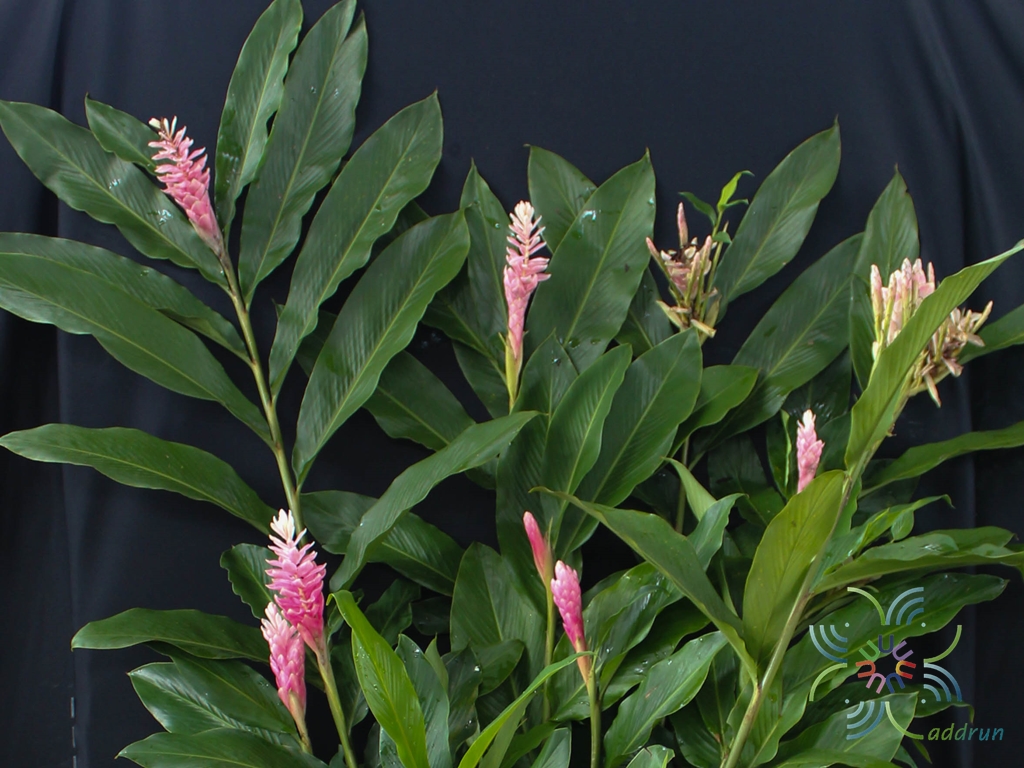 ต้น หน่่อ ดอก ขิงชมพู ต้นขิงชมพู สีชมพู ขิงแดง ต้นขิงแดง สีแดง ขิงประดับ Alpinia purpurata Eileen Macdonald / eenahcad