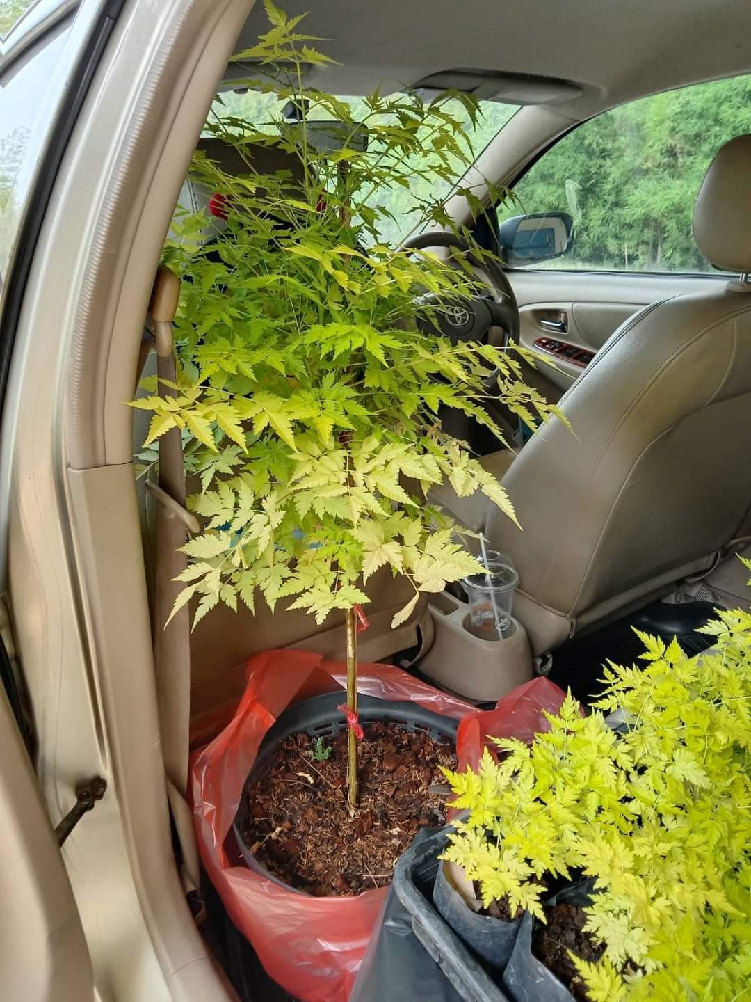 (1ต้น) ต้น เกษมณีสีทอง เมเปิ้ลเขียว เมเปิ้ลไทย Melia azedarach เลี่ยนทอง นารี เกรียน เฮี่ยน เลี่ยนดอกม่วง ลำเลี่ยน ลั้วะ โขวหนาย ขู่เลี่ยน ขู่เลี่ยนซู่ Bastard cedar, Bead tree Chaina tree Chinaball tree Persian lilac White cedar Melia azedarach L / Pongk