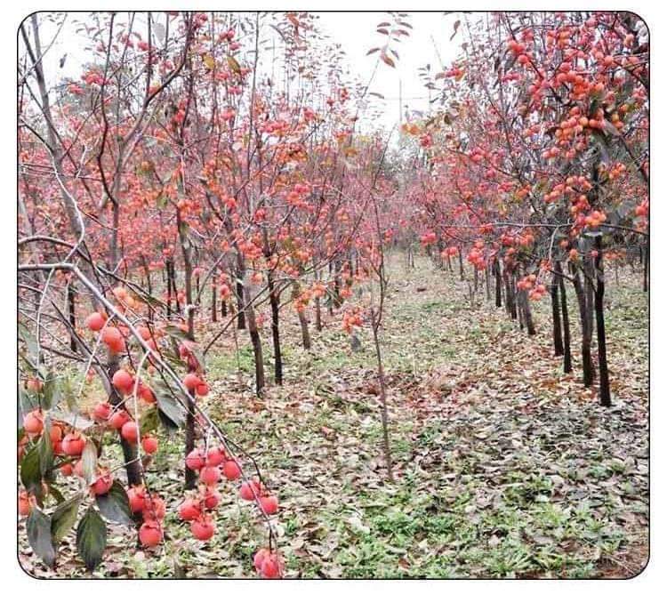 (1ต้น) ต้น ต้นพลับคริสตรัล ต้นพลับคริสตัล plub crystal Persimmon พลับ ต้นพลับ คลิสตัล / ศรัณย์รักษ์