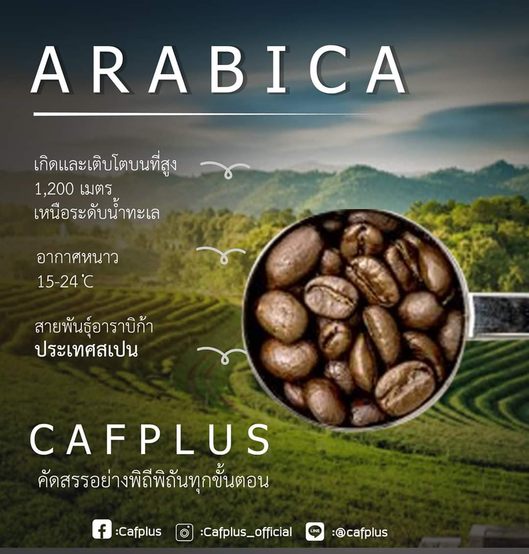 กาแฟ แบรนด์ caf plus coffee แคฟพลัส คอฟฟี่ กาแฟเพื่อสุขภาพ แคปพลัส cafplus