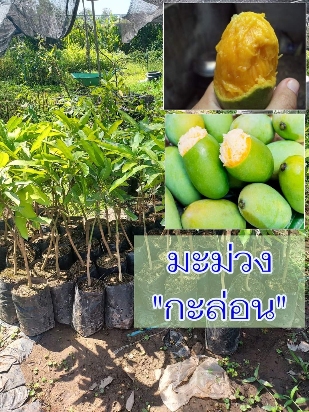 (1ต้น) ต้น มะม่วงกะล่อน ต้นเสียบยอด มะม่วงกะล่อน ต้นมะม่วงกะล่อน มะม่วง ต้นมะม่วง / อภิชาติ