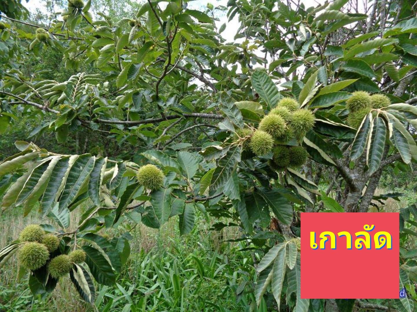 (1ต้น) ต้น เกาลัดจีน ต้นเกาลัดจีน พันธุ์ คุนหมิง Kunming Chestnut เกาลัด ต้นเกาลัด / พิสุทธิ์