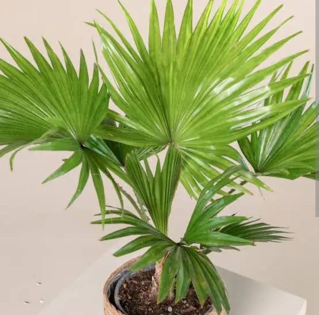 ต้นปาล์มยะวา ต้นปาล์มยะวา Livistona rotundifolia ปาล์มชวา Anahaw Palm Footstool Palm Round-leaf Fan Palm / tihcip