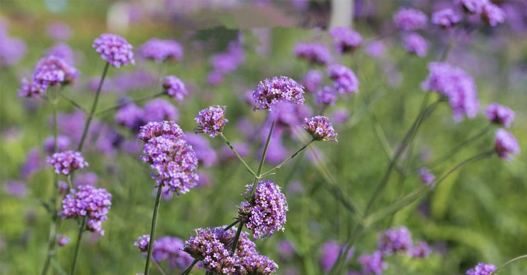 (10ต้น) เวอบีน่า ไฟเนสส์ Verbena Finesse ดอกลมหนาว เวอร์บีน่า ไฟเนส