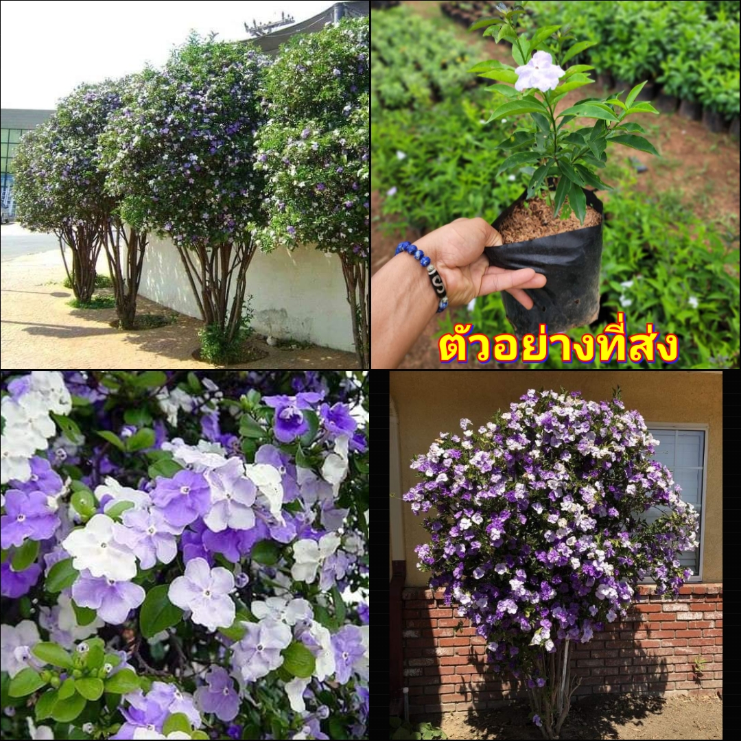 (1ต้น) ต้น ดอก พุทธชาดสามสี Brunfelsia uniflora ต้นพุดสามสี พุดสามสี ต้นพุด พุด สามสี ต้นพุทธชาดสามสี ทษณน