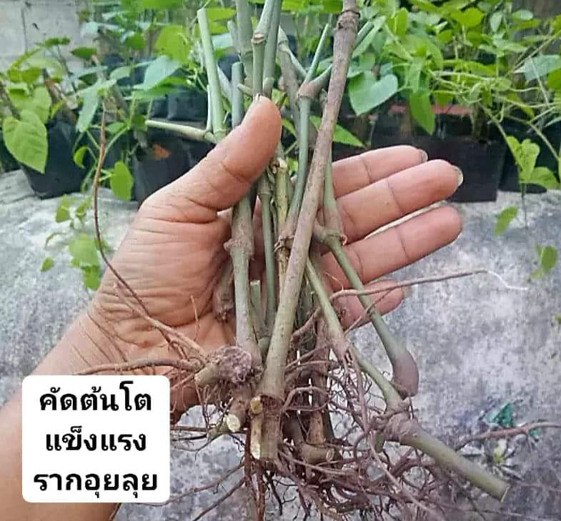 15ต้น) ต้น ชะพลู หรือ ผักอีเลิด ผักอีเลิศ ใบชะพลู ต้นชะพลู / ผักชายป่า