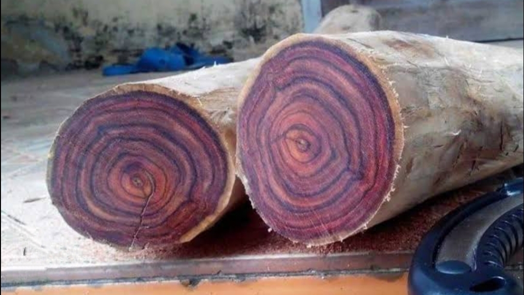 ต้นพะยูงไหหลำ พะยูงไหหลำ พะยูงจีน Dalbergia odorifera / eertnom