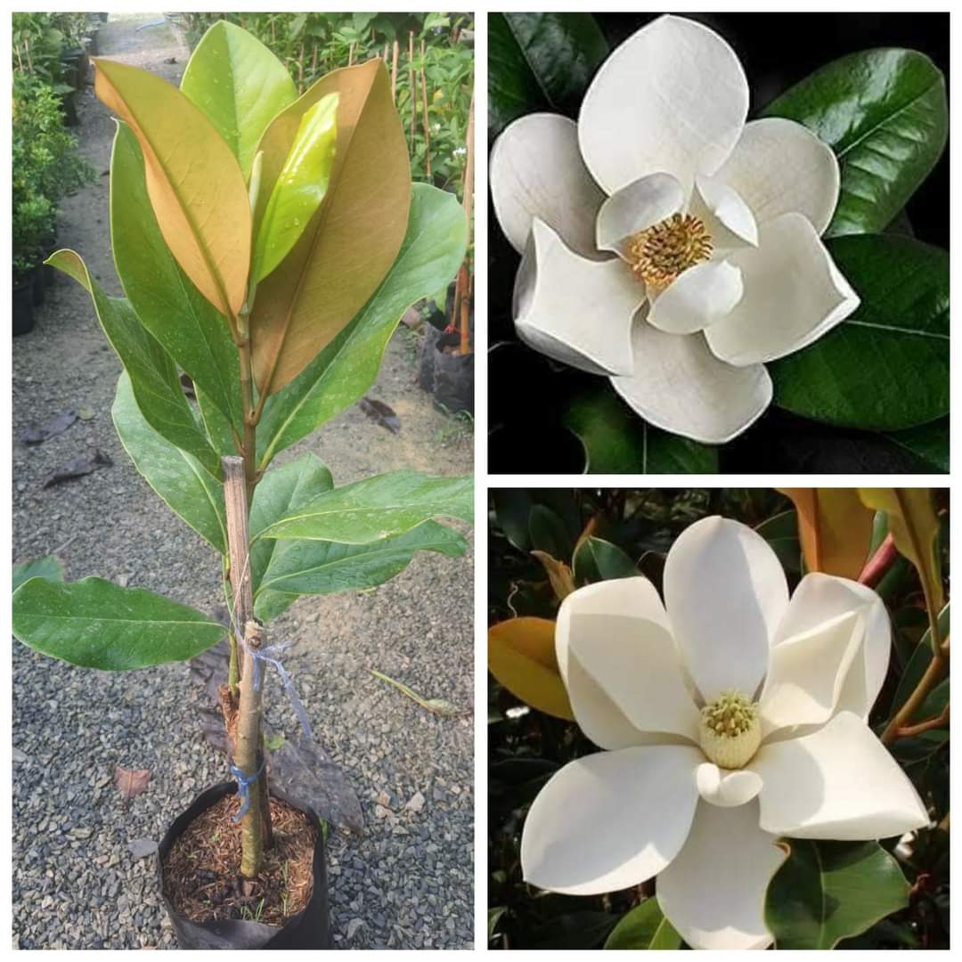 (1ต้น) สูง 80cm ต้น แมกโนเลีย แกรนด์ดิฟฟอร่า Magnolia grandiflora ตอนกิ่ง / Navin