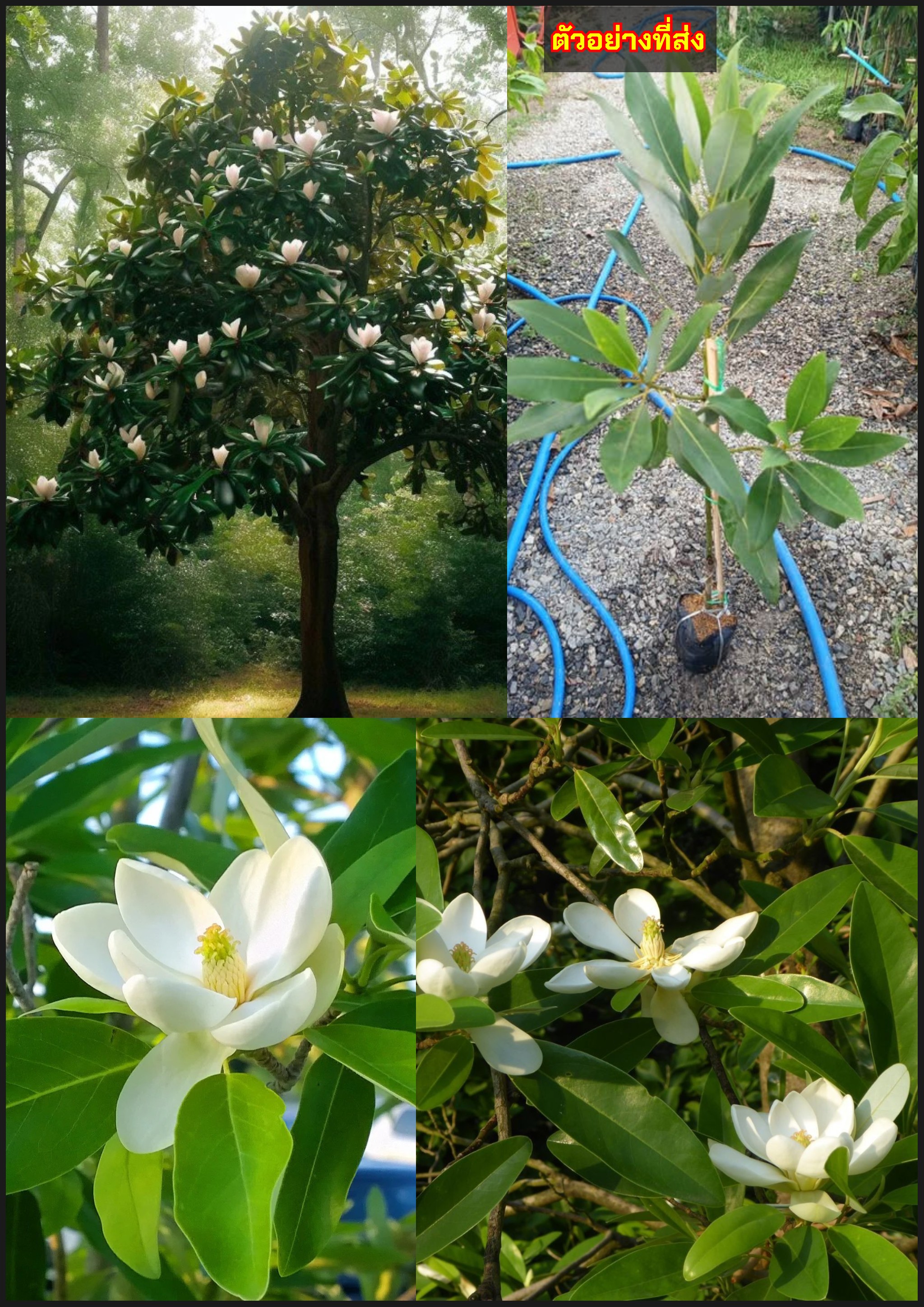 แมกโนเลียเวอร์จิเนียน่า Magnolia virginiana สวีทเบย์ แมกโนเลีย Sweetbay Magnolia / apahcin /nivan