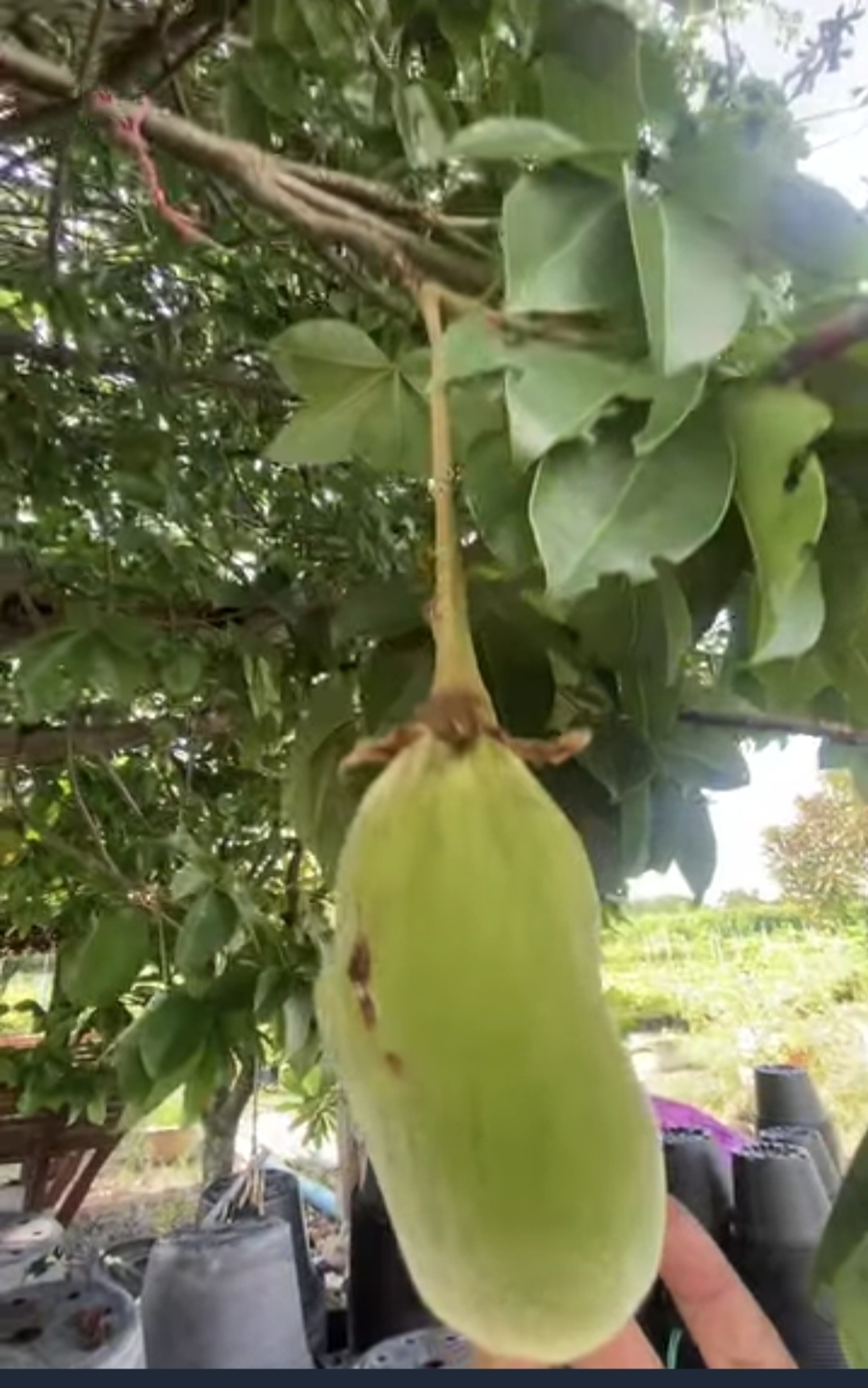 ต้นเบาบับดิจิทาทา พันธุ์ต้นอ้วน Adansonia digitata baobab / eertnom