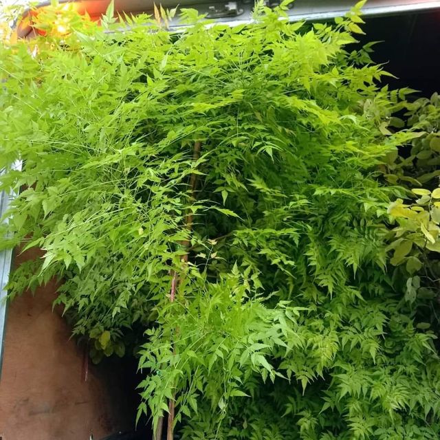 (1ต้น) ต้น เกษมณีสีทอง เมเปิ้ลเขียว เมเปิ้ลไทย Melia azedarach เลี่ยนทอง นารี เกรียน เฮี่ยน เลี่ยนดอกม่วง ลำเลี่ยน ลั้วะ โขวหนาย ขู่เลี่ยน ขู่เลี่ยนซู่ Bastard cedar, Bead tree Chaina tree Chinaball tree Persian lilac White cedar Melia azedarach L / Pongk