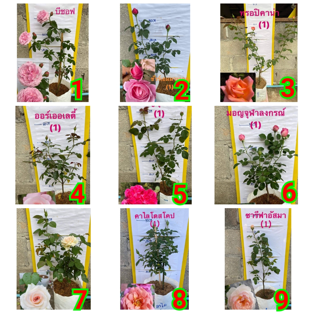 (ขาย ต้นพันธุ์) ดอก ต้น กุหลาบ มอญสุโขทัย บีชอฟ บีชอป บิชอป bishop s castle rose ชัวร์เอมมานูเอล soeur emmanuelle ทรอปิคาน่า tropicana rose อาวเออร์เลดี้ มอญจุฬาลงกรณ์ คาไลโดสโคป kaleidoscope rose ชารีฟา อัสมา sharifa asma Ruttaya