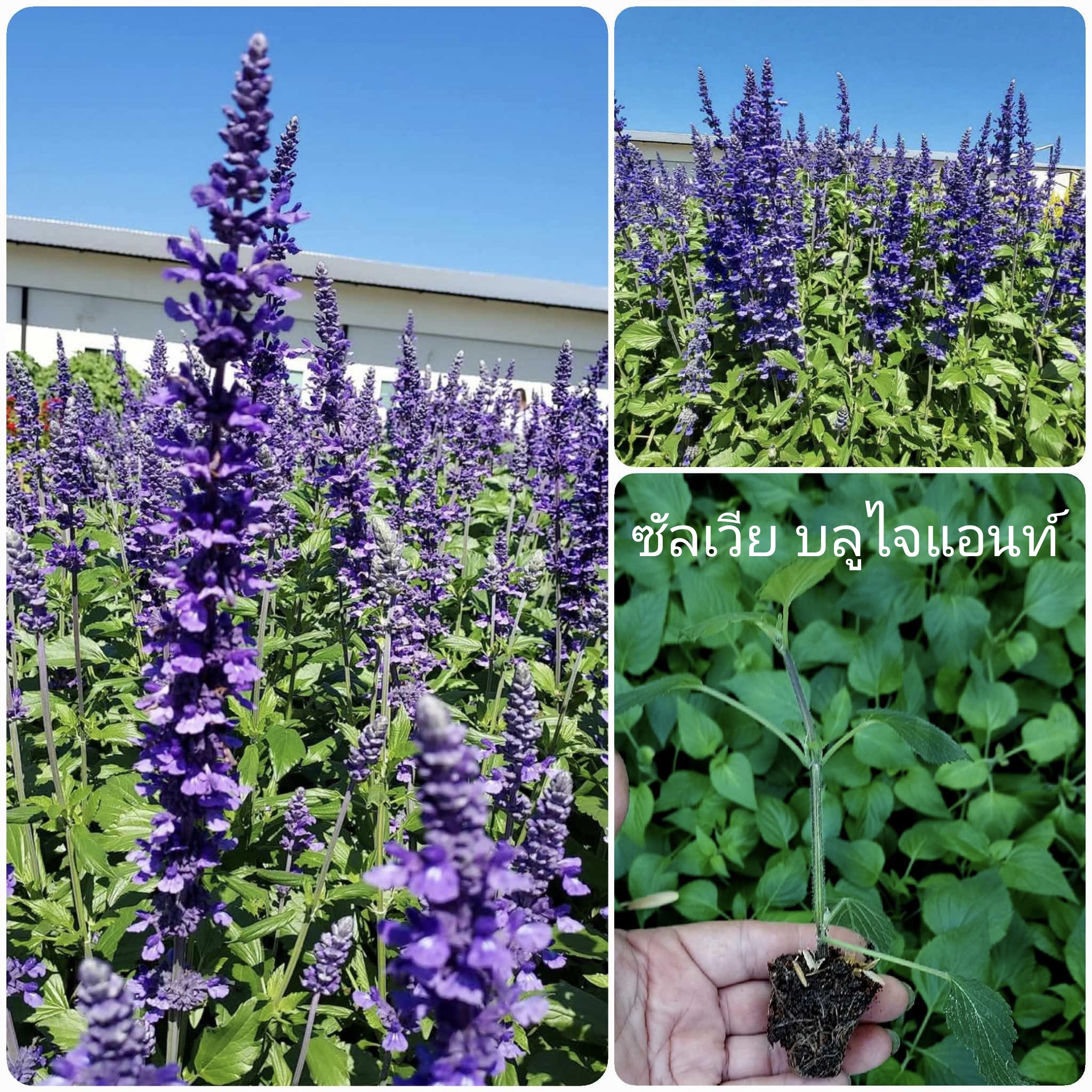 ต้นซัลเวีย ต้นซัลเวียร์ ซัลเวีย ซัลเวียร์ Amistad Salvia Anthony Parker Bog sage Ember's wishes Wendy'swishes Kiss&wishes สี ม่วง น้ำเงิน ฟ้าใส แดงส้ม แดงเข้ม ชมพู / esidarap