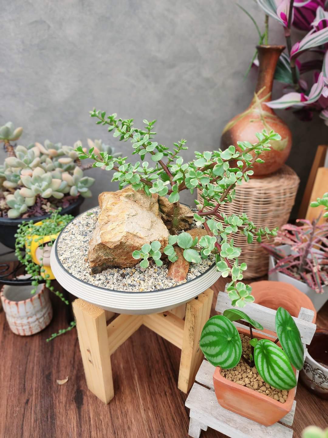 (1กระถาง) ต้น ปะการังสายรุ้ง ด่าง Portulacaria afra ต้นปะการังสายรุ้ง ปะการัง สายรุ้ง ด่าง ต้นปะการัง ทษณน