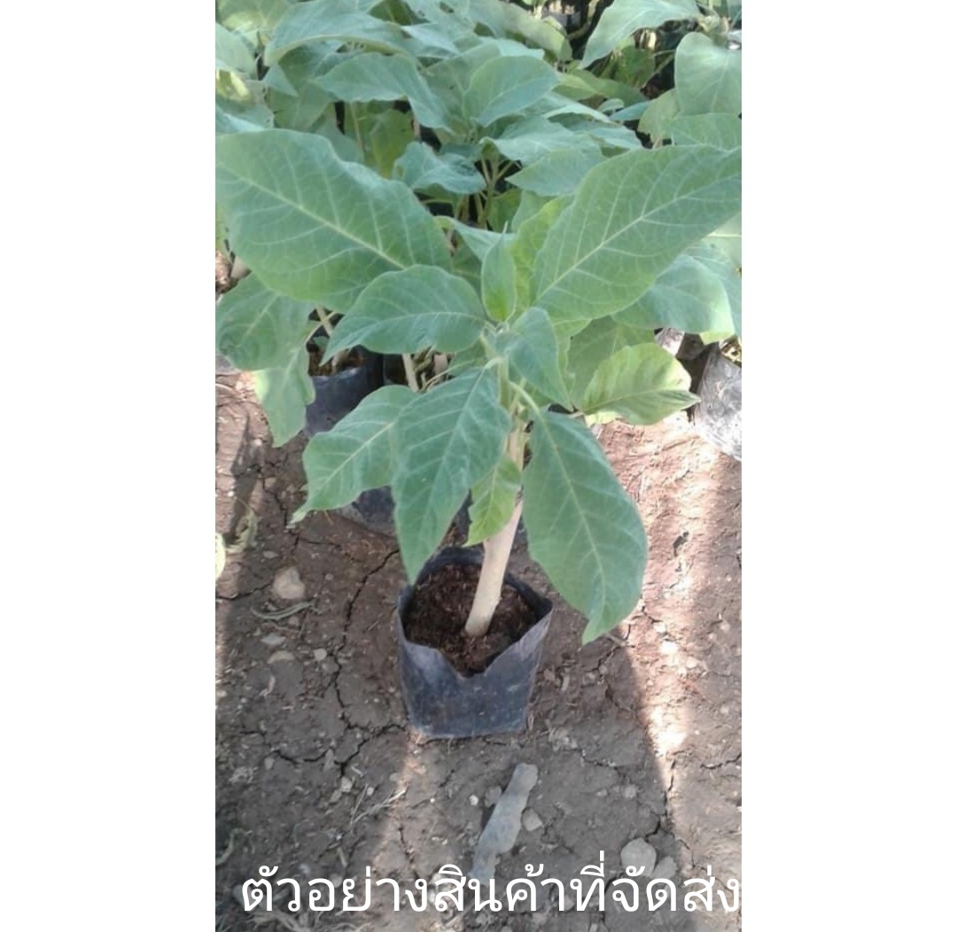 ต้น ดอก ต้นแตรนางฟ้า แตรนางฟ้า ดอกแตรนางฟ้า สี ขาว ส้ม ชมพู เหลือง เบนซ์ / kanokwan / อนุวัฒน์