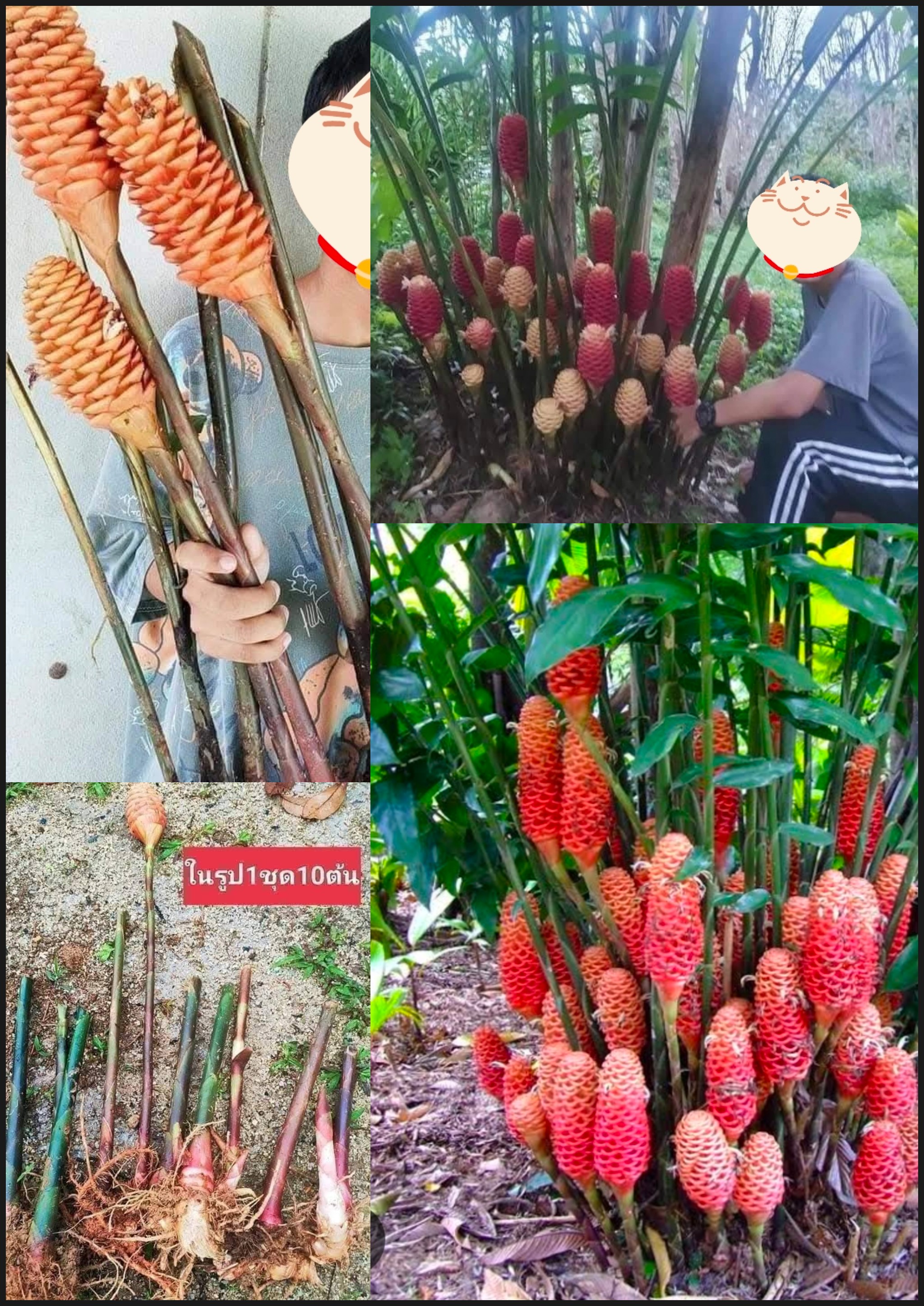 กะทือพิลาส ต้นกะทือ ไพลเหลือง Zingiber spectabile / norpatnana