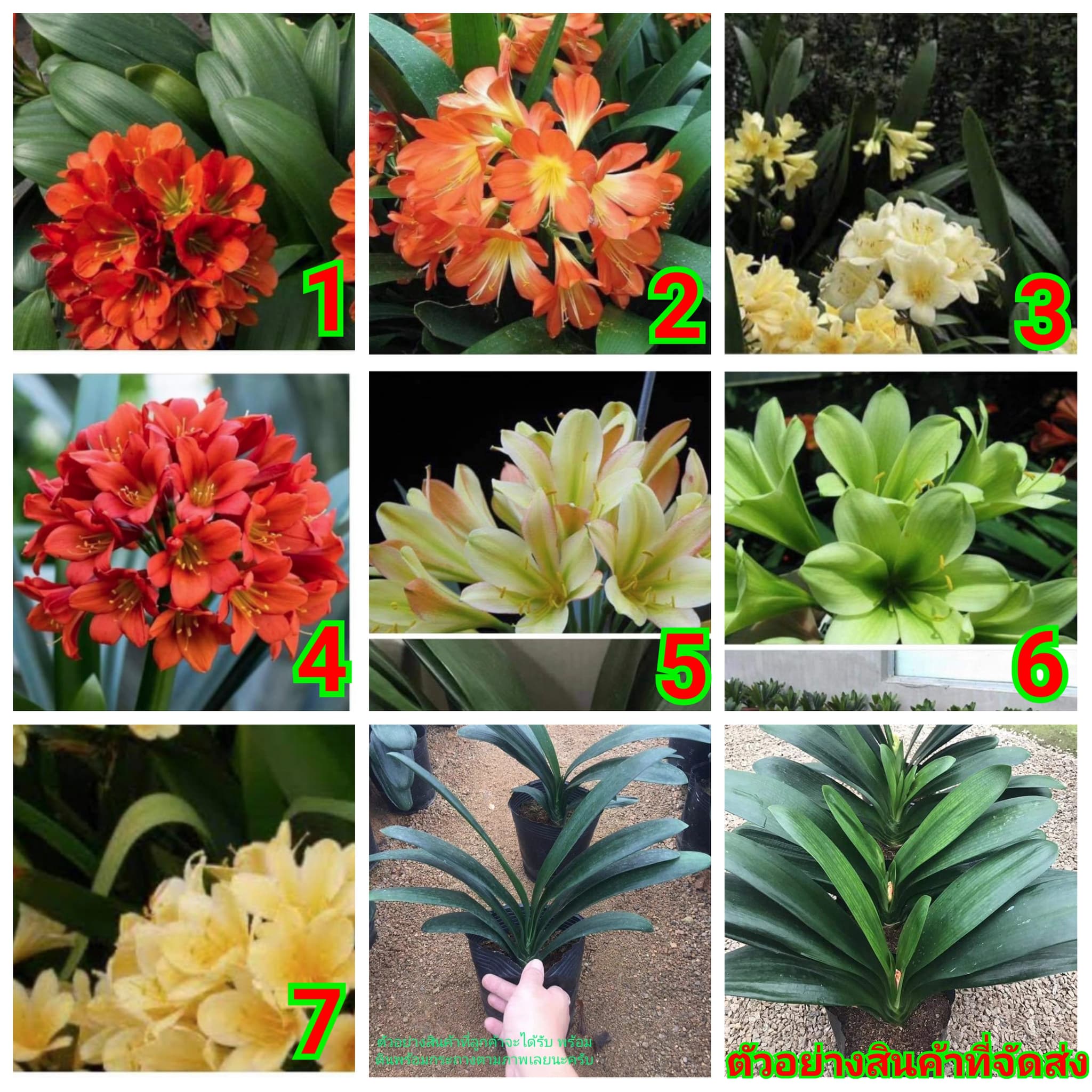(จำหน่ายต้นพันธุ์) ต้น ดอก Clivia Miniata ( ดินแคตตัส ) huawan