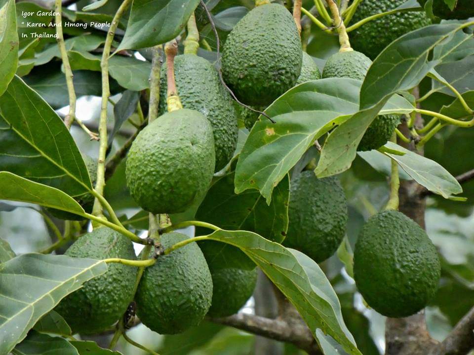 (1ต้น) ต้น อะโวกาโด้ อะโวคาโด อะโวคาโด้ พันธุ์ แฮส Hass Avocado ต้นอะโวคาโด / พิสุทธิ์