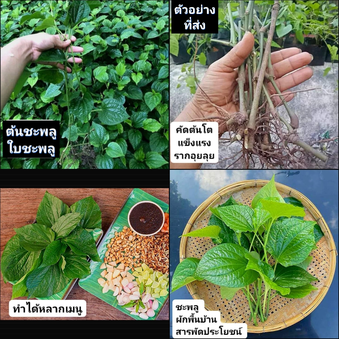 15ต้น) ต้น ชะพลู หรือ ผักอีเลิด ผักอีเลิศ ใบชะพลู ต้นชะพลู / ผักชายป่า