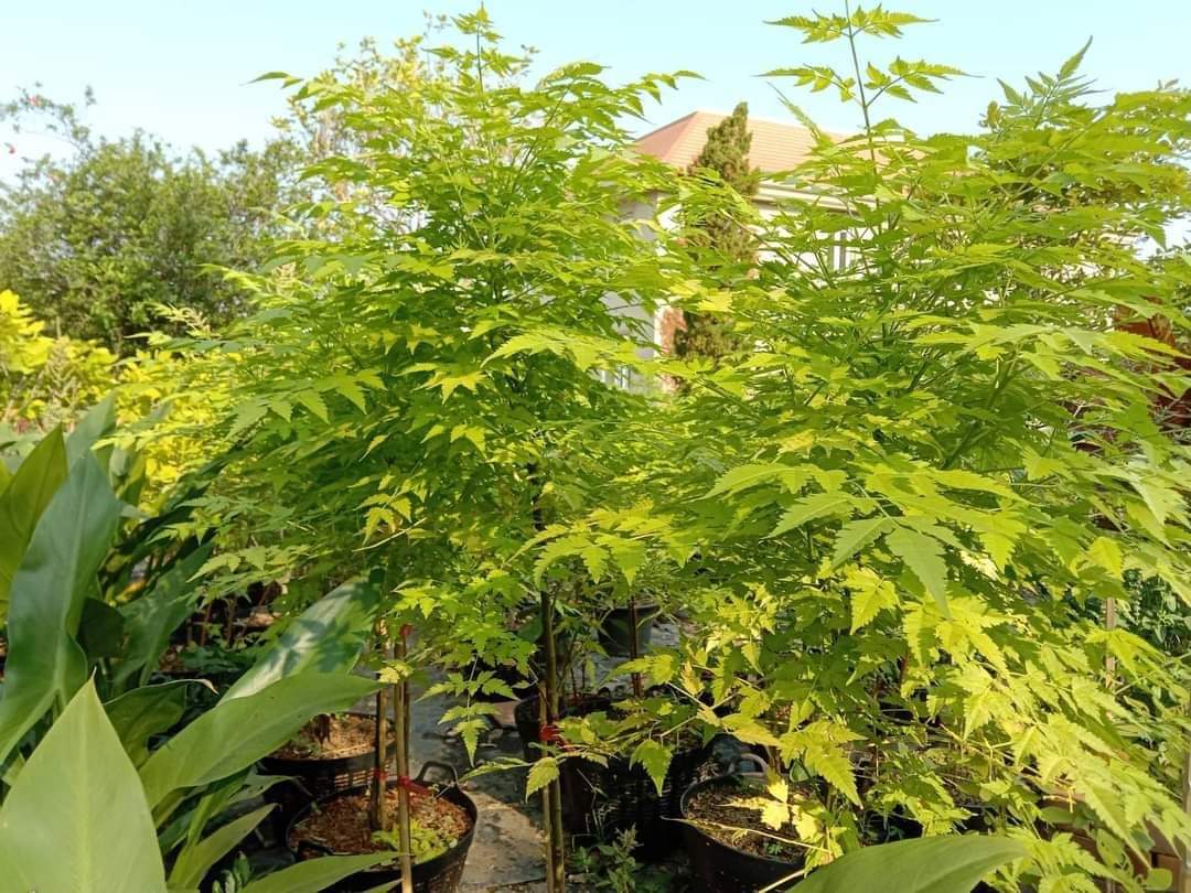 (1ต้น) ต้น เกษมณีสีทอง เมเปิ้ลเขียว เมเปิ้ลไทย Melia azedarach เลี่ยนทอง นารี เกรียน เฮี่ยน เลี่ยนดอกม่วง ลำเลี่ยน ลั้วะ โขวหนาย ขู่เลี่ยน ขู่เลี่ยนซู่ Bastard cedar, Bead tree Chaina tree Chinaball tree Persian lilac White cedar Melia azedarach L / Pongk