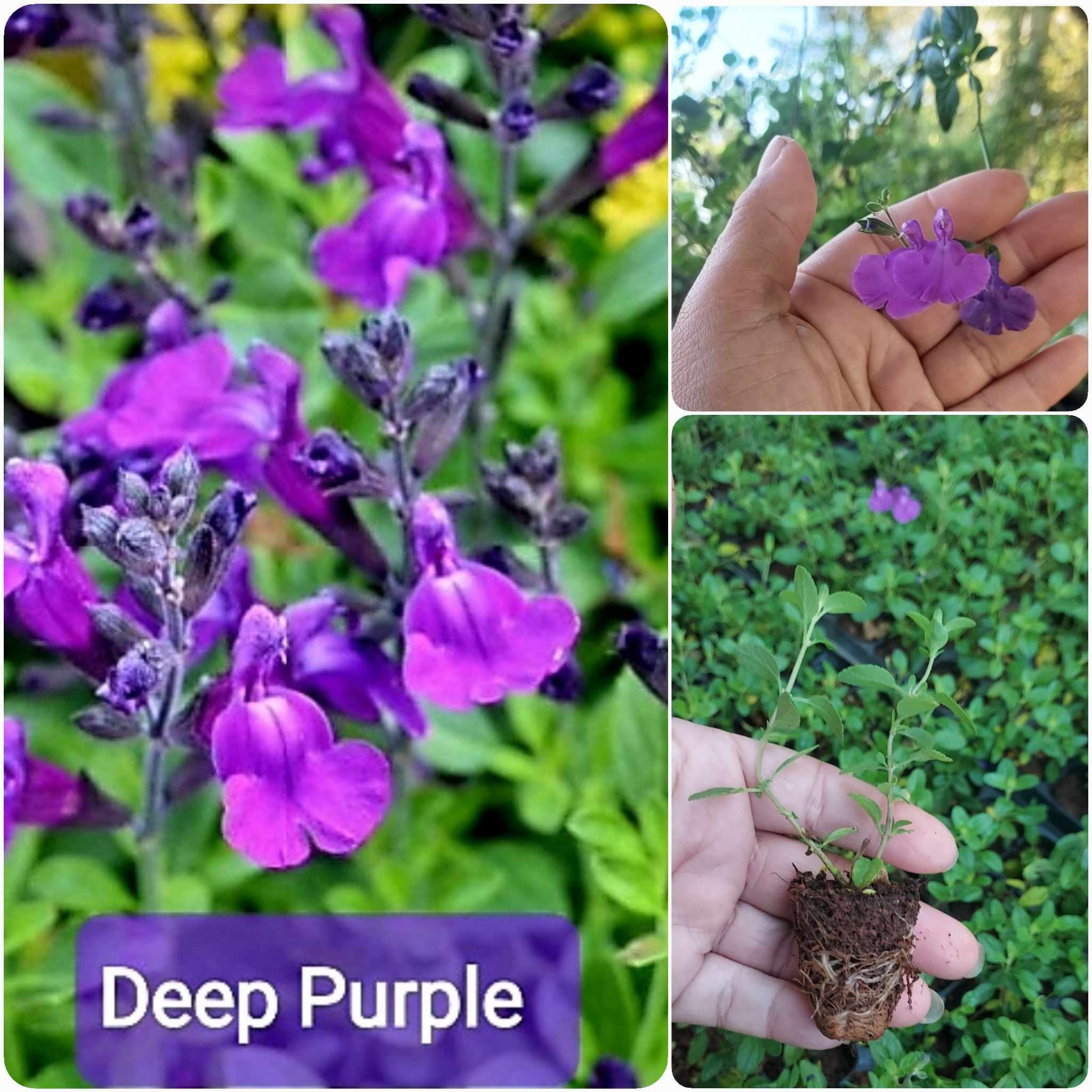 ต้นซัลเวีย ต้นซัลเวียร์ ซัลเวีย ซัลเวียร์ Amistad Salvia Anthony Parker Bog sage Ember's wishes Wendy'swishes Kiss&wishes สี ม่วง น้ำเงิน ฟ้าใส แดงส้ม แดงเข้ม ชมพู / esidarap