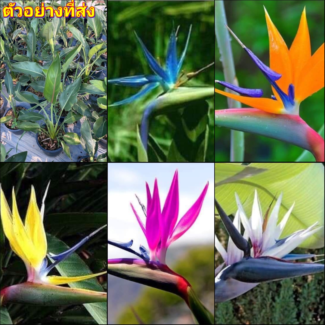 (1ต้น) มี5สีให้เลือก ต้น ดอก เบิร์ดออฟพาราไดซ์ เบิร์ด bird of paradise เฮลิโคเนีย heliconia ปักษาสวรรค์ เบิร์ด Orif