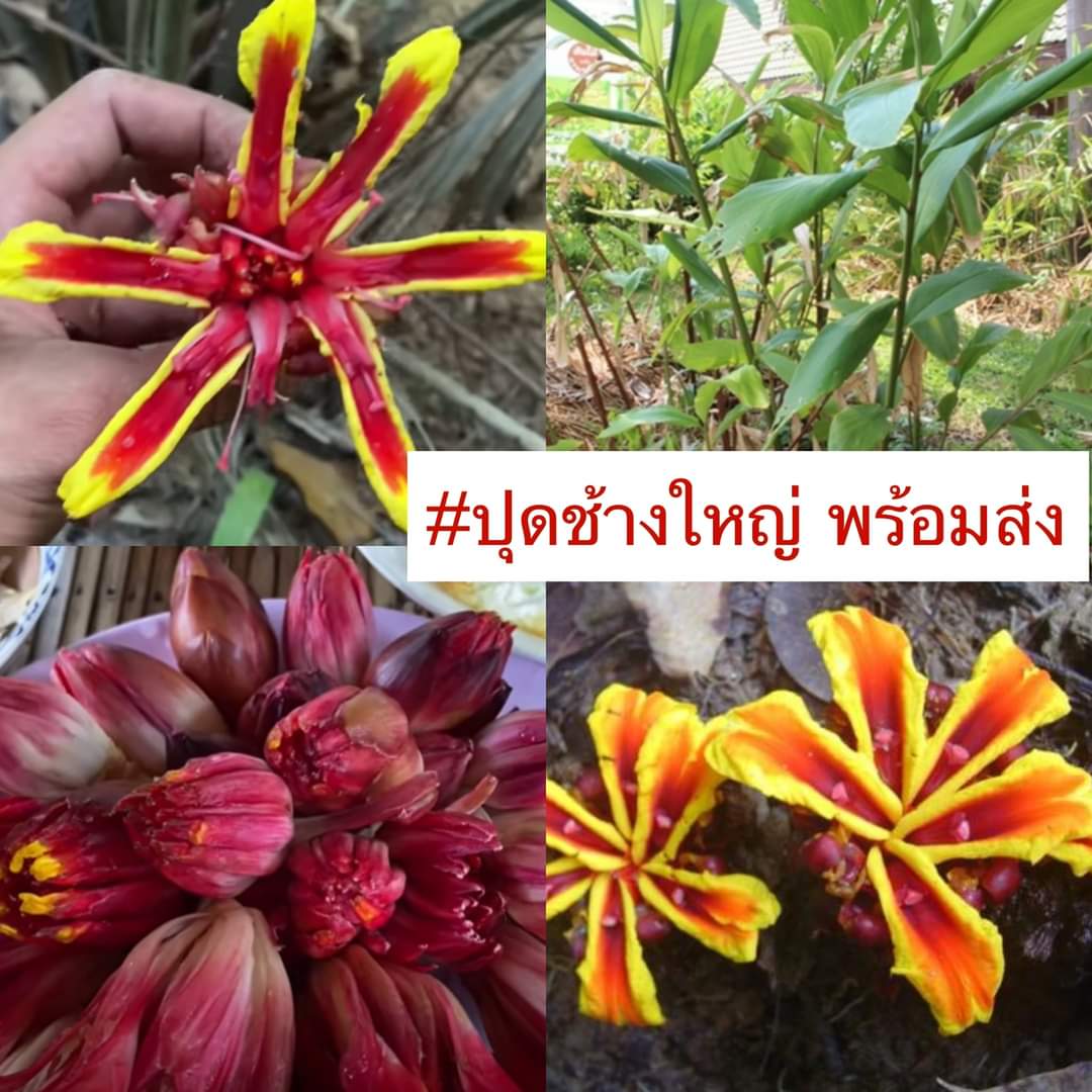 (3หัว)(ขาย หัวพันธุ์) ดอก ต้น หัว หน่อ เหง้า ปุดช้างใหญ่ ปุดใหญ่ สมุนไพรปุดใหญ่ ต้นปุดช้างใหญ่ ต้นปุดใหญ่ สมุนไพร ปุดใหญ่