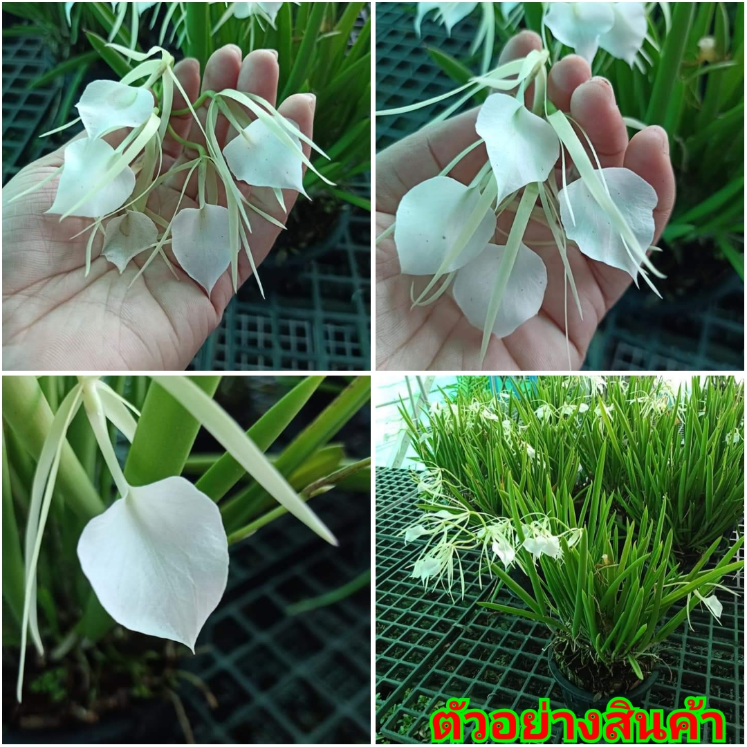 (1กระถาง)(ขาย ต้นพันธุ์) ดอก ต้น กล้วยไม้เจ้าหญิงรัตติกาล กล้วยไม้ เจ้าหญิงรัตติกาล ต้นกล้วยไม้เจ้าหญิงรัตติกาล fadel
