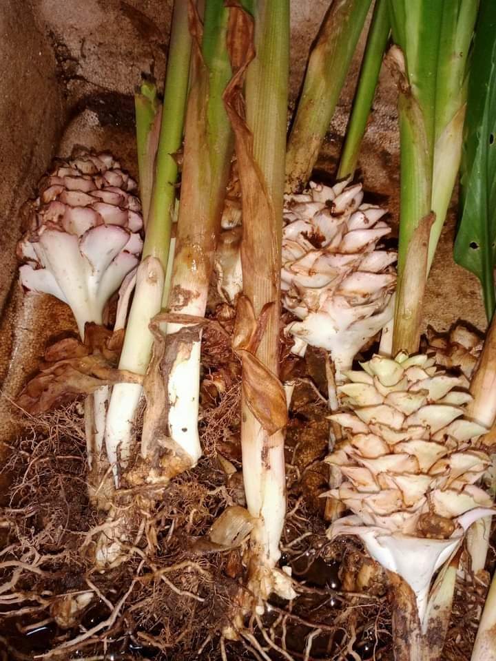 (3ต้น) ต้น หน่อ เหง้า กระเจียวสุเทพ Curcuma ecomata ต้นกระเจียวสุเทพ ดอกกระเจียวสุเทพ กระเจียว สุเทพ สมซง