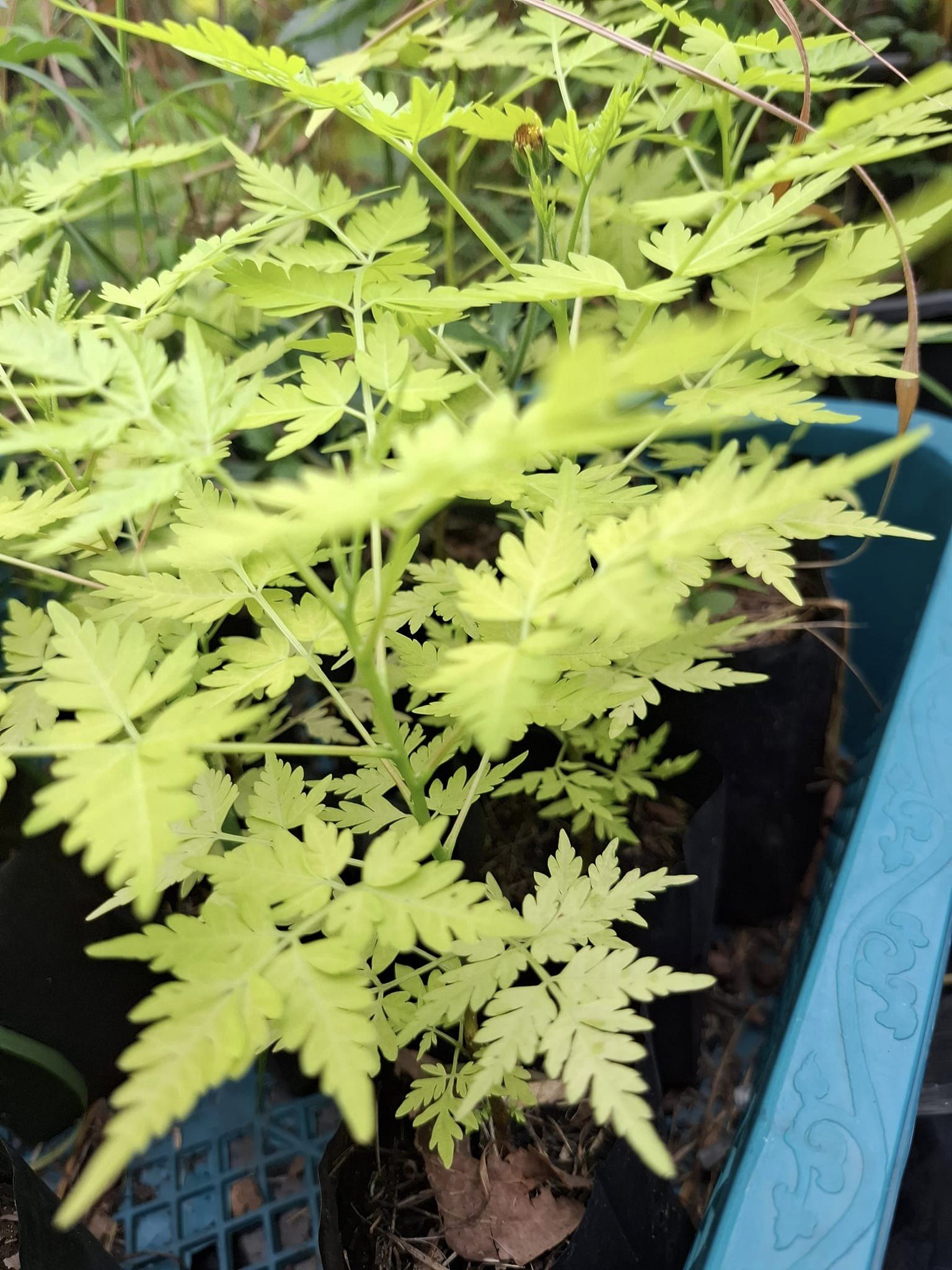 (1ต้น) ต้น เกษมณีสีทอง เมเปิ้ลเขียว เมเปิ้ลไทย Melia azedarach เลี่ยนทอง นารี เกรียน เฮี่ยน เลี่ยนดอกม่วง ลำเลี่ยน ลั้วะ โขวหนาย ขู่เลี่ยน ขู่เลี่ยนซู่ Bastard cedar, Bead tree Chaina tree Chinaball tree Persian lilac White cedar Melia azedarach L / Pongk