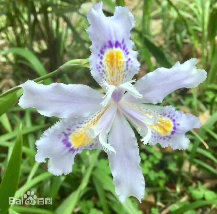 ต้นไอริสภูเขา ต้นไอริสยา ไอริสภูเขา ไอริสยา ต้นไอริส ภูเขา 扁竹兰 Iris confusa Sealy / klisnus
