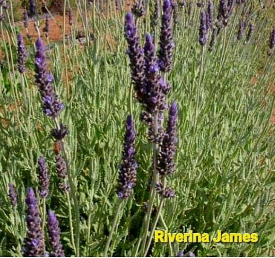 (1ต้น) ต้น ลาเวนเดอร์ ต้นลาเวนเดอร์ Goodwin Creek Riverina James / Paradise