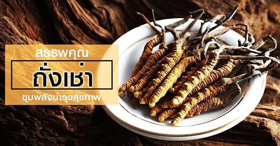 Cordy G คอดี้ จี ถังเช่าสกัด บำรุงสุขภาพ