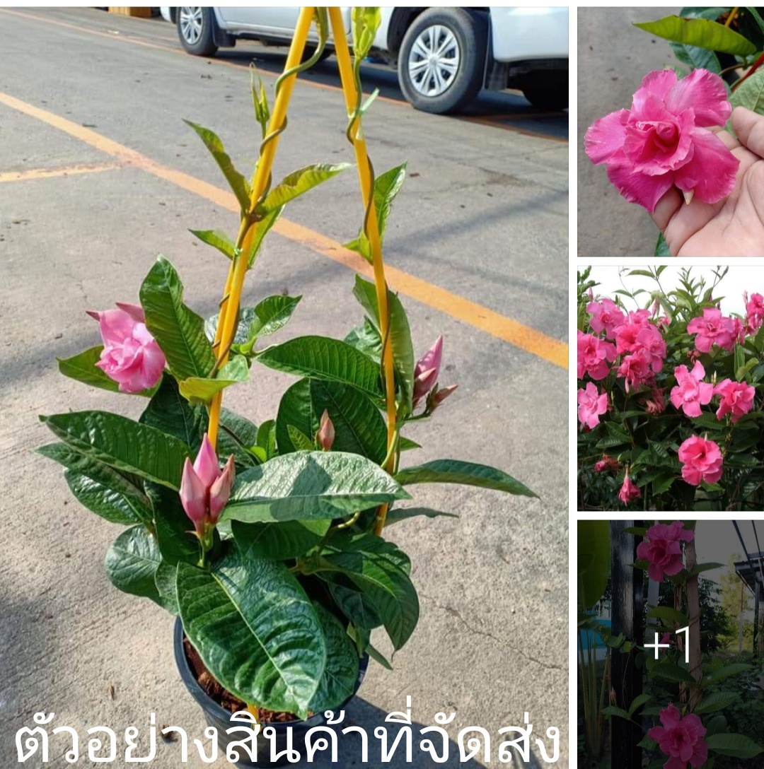 (ขาย ต้นพันธุ์) ต้น ดอก อมรเบิกฟ้าดอกซ้อน - Rose dipladenia ภูษณิศา