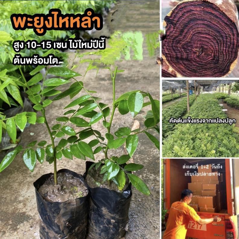 ต้นพะยูงไหหลำ พะยูงไหหลำ พะยูงจีน Dalbergia odorifera / eertnom